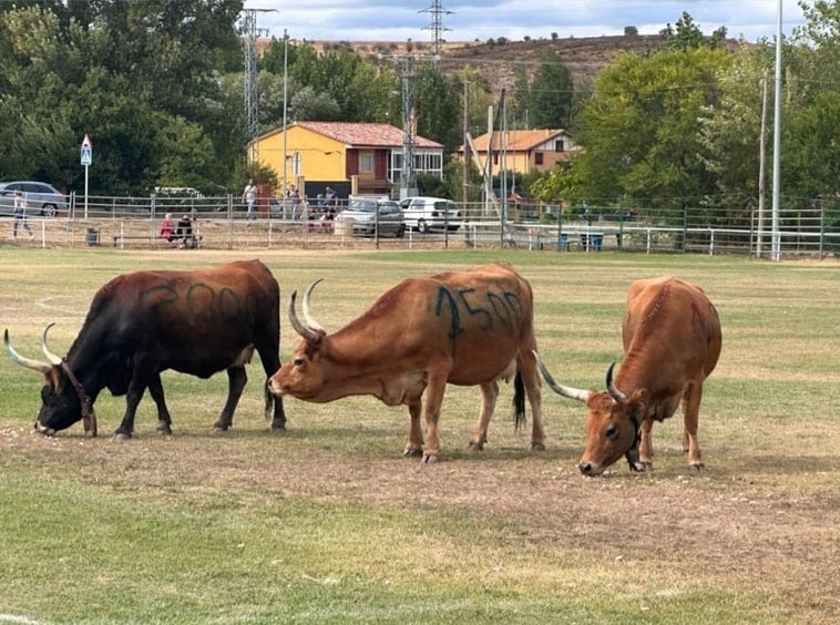 La caca de una vaca de León que vale 7 000 euros leonoticias